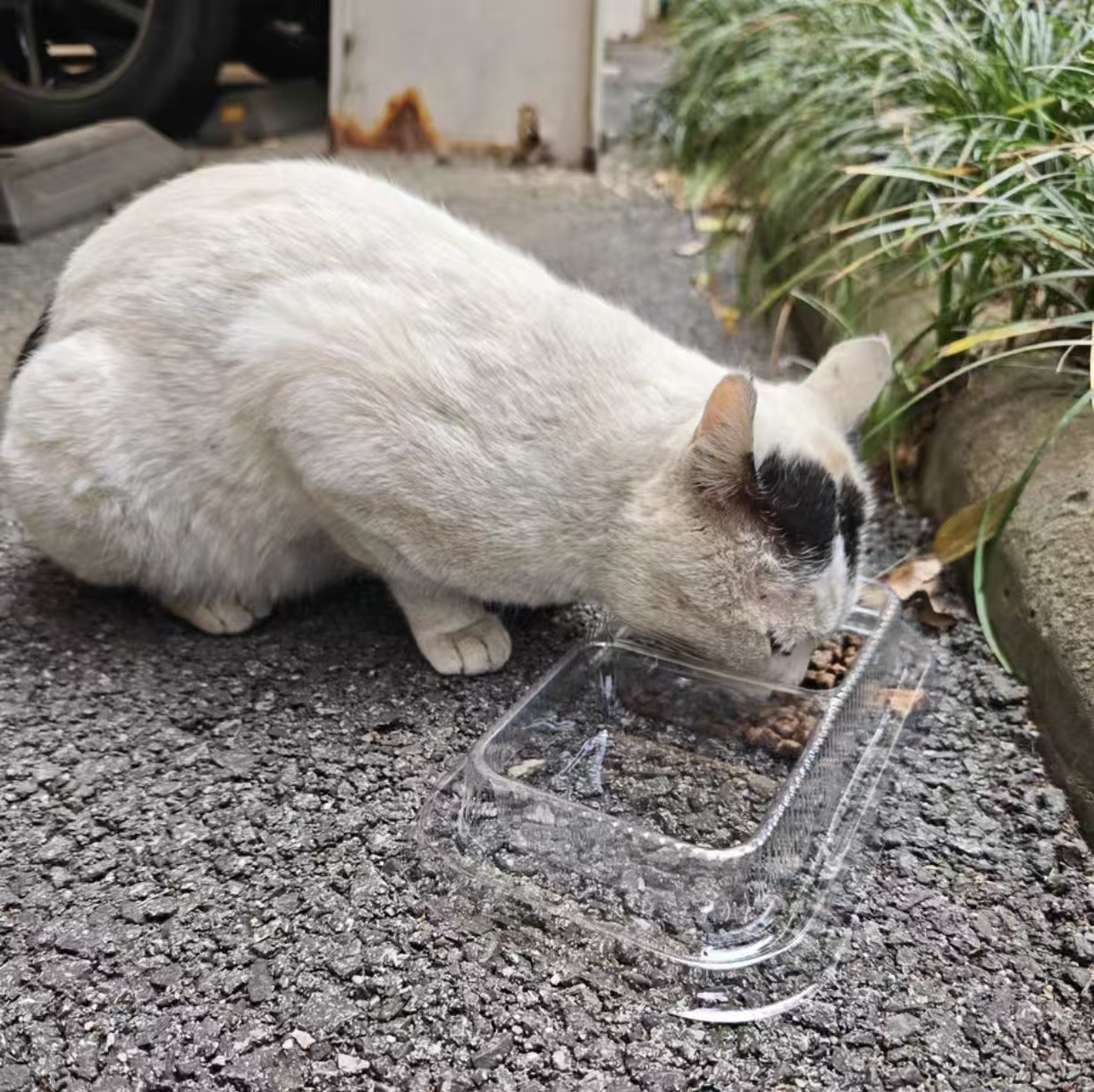 Water Bowl for Stray Cat 