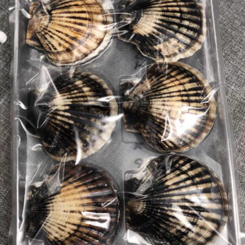 Customized 6 8 clear seafood scallop clam shell packaging PET plastic vacuum formed hinged food shellfish packaging box